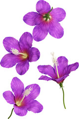 Falling Purple Hibiscus Flower