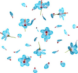 Falling Blue Hibiscus Flowers and Petals