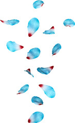 Scattered Blue Hibiscus Petals