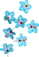 Falling Blue Hibiscus Flower