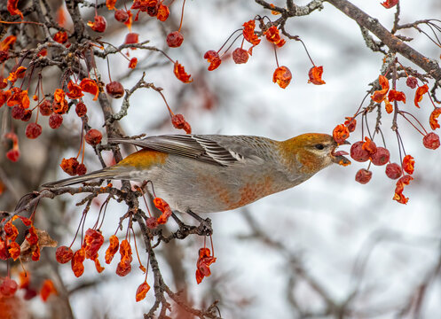 Female or Juvenile Pine Grosbeak feeding in a crabapple tree in Wausau, Wisconsin.