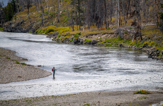 Flyfisherperson on Snake River north of the Grand Tetons in Wyoming in Early Autumn.