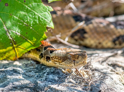 Timber Rattlesnake slithering through its rocky habitat in a goat prairie in southwest Wisconsin.