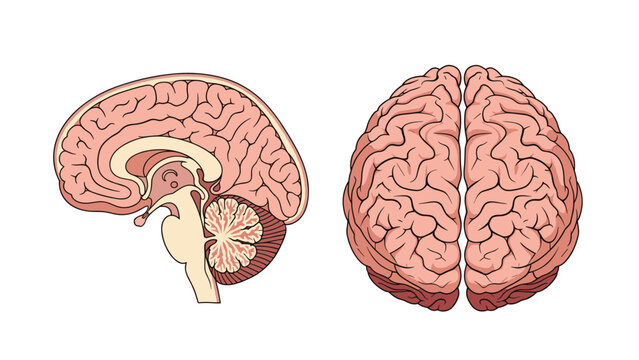 Anatomical illustration of the human brain showing a detailed medial cross-section view and a superior top view of the two hemispheres.