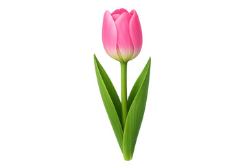 Naklejka premium Pink tulip flower with green stem blooming