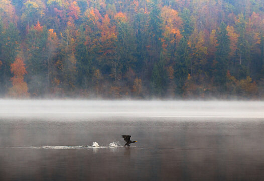 Aerial view of a dark bird taking flight from a misty lake, framed by autumn-colored trees, Spodnja Lua, kofja Loka, Slovenia.