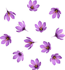 Purple Saffron Flowers Scattered