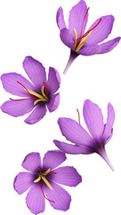 Purple Saffron Flowers