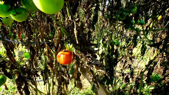 Close up of couple of tomatoes hanging from withered vine and moving camera away revealing more dry out plants with fruits in various of maturing state after first frost killed most crops in garden