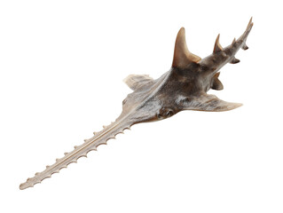 Fototapeta premium A detailed look at the skeleton of a sawfish, showcasing its distinctive saw-like rostrum Isolated Transparent Background, PNG