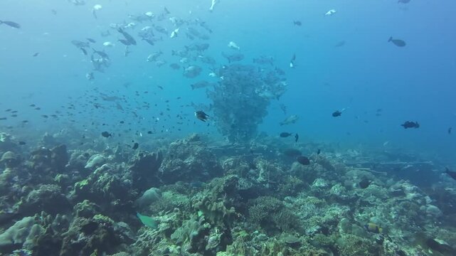 Group of snappers cruising over shallow reef slope in tropical Banda Sea region.