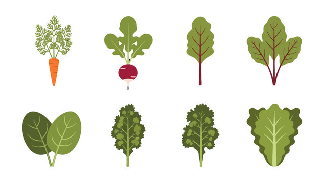 Flat design vector illustration of fresh carrots radishes spinach beet kale and lettuce.