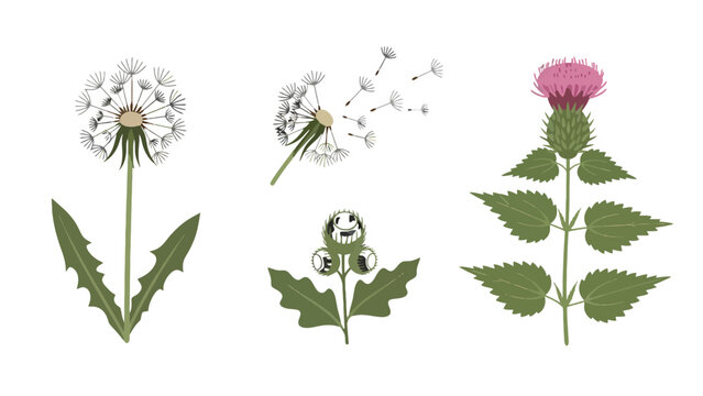 Illustrated set of common wild plants dandelion burdock and thistle with seeds blowing.