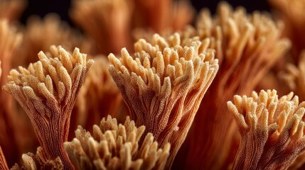 Detailed view of coral texture, highlighting branching structures and tiny polyps in warm light with focused foreground ridges
