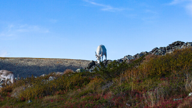 Aerial view of reindeer grazing peacefully on the rocky terrain, their white coats contrasting against the colorful vegetation, Enontekio, Lapland, Finland.