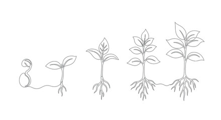 Illustration of a plant s life cycle from seed to mature seedling showing root development and leaf growth over time
