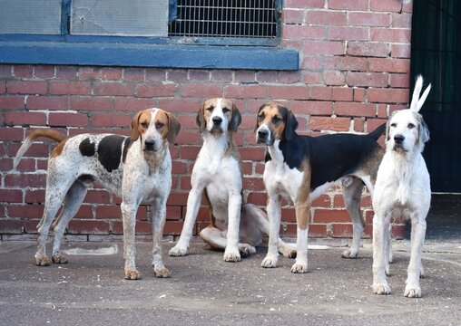 Four foxhounds in kennels.