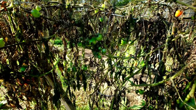 Close up of unripe cluster of tomatoes still hanging from withered vines and moving camera away showing more withered plants and fruits in variety of maturing state after first frost killed most crops