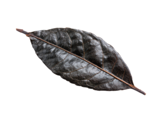 Close-up of a withered leaf with a dark color, showcasing its texture and intricate details. Isolated Transparent Background, PNG