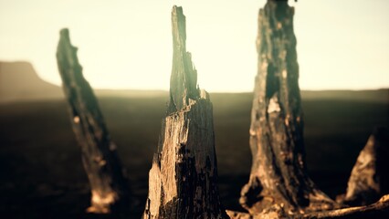 Barren landscape features weathered tree stumps reaching toward the sky as the sun begins to set, casting a warm glow on the dry earth and highlighting the rugged texture of the wood.