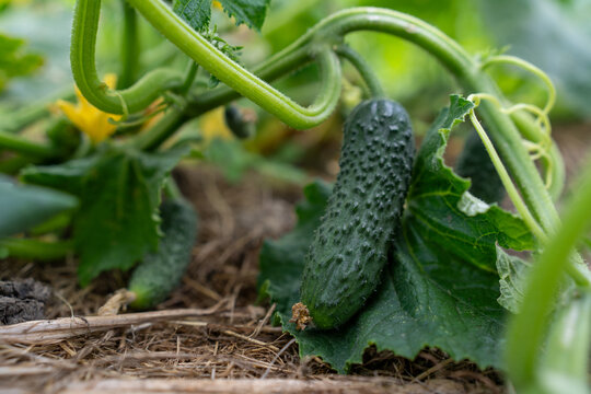 Young green pickle cucumber growing on a vine with a yellow flower in a vegetable garden, vertical close-up