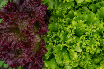 Vibrant fresh green and red curly leaf lettuce varieties growing in a garden, close-up full frame