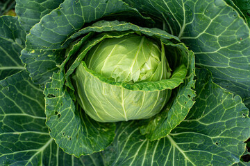 Close-up of fresh green cabbage showcasing fine, organic textures and gentle curves under natural lighting, suitable for food background