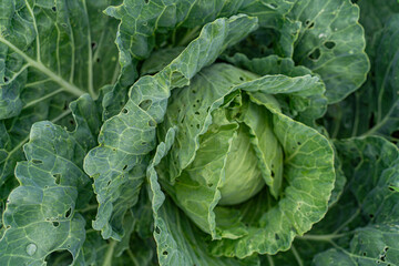 Close-up of fresh green cabbage showcasing fine, organic textures and gentle curves under natural lighting, suitable for food background