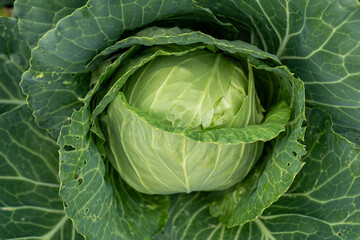 Obraz premium Close-up of fresh green cabbage showcasing fine, organic textures and gentle curves under natural lighting, suitable for food background