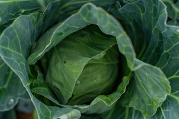 Obraz premium Close-up of fresh green cabbage showcasing fine, organic textures and gentle curves under natural lighting, suitable for food background