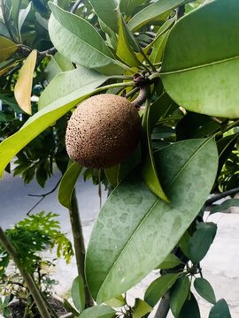 Young sapodilla fruit with its soft texture and sweet taste grows in the yard