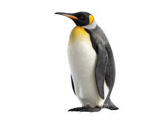 Obraz premium A stately penguin standing tall, isolated in a clean environment. The penguin displays unique characteristics such as yellow and black marking Isolated Transparent Background, PNG