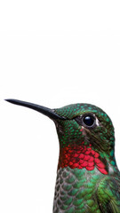 Obraz premium Close-Up Portrait of a Vibrant Hummingbird With Iridescent Green Feathers and Red Throat