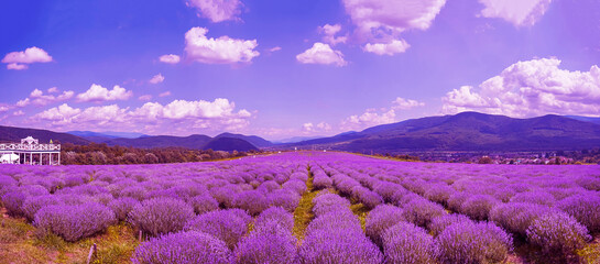 Lavender field against the backdrop of mountains, pink color, Lavender flowers in a blooming field 	