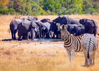 Two Zebras standing in yellow grass on Safari watching, Africa savannah - A group of elephant families go to the water's edge for a drink - African elephants standing near lake in Kruger National Park © muratart
