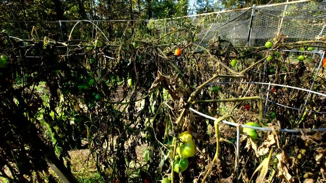 Withered variety of tomato plants after first frost and moving camera closer toward last of cherry tomato fruit hanging from dying vine