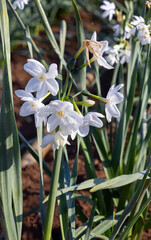 Obraz premium Beautiful white daffodils close-up