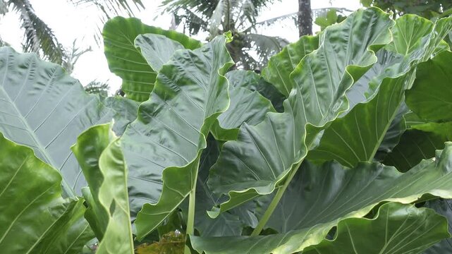 Lush taro leaves growing in neat rows, with coconut trees in the background, showcasing tropical agriculture and green plantation scenery