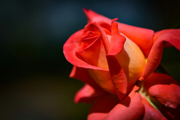 single red rose