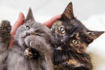 Obraz premium cute little kittens at home. Selective focus.