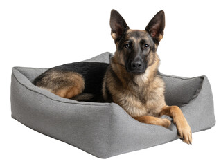 A German Shepherd rests in a cozy dog bed, gazing directly at the viewer Isolated Transparent Background, PNG