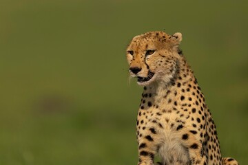 cheetah in the grass