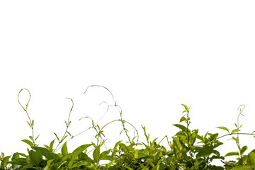 green creeper isolated on transparent background