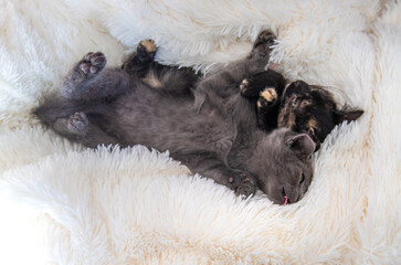 cute little kittens at home. Selective focus.