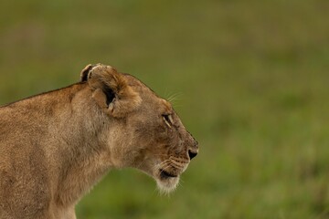 Obraz premium lion and lioness