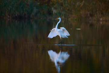 Great egret ,,ardea alba,, in its natural environment, Danubian wetland, Slovakia