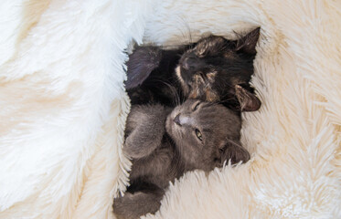 cute little kittens at home. Selective focus.