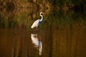 Obraz premium Great egret ,,ardea alba,, in its natural environment, Danubian wetland, Slovakia