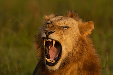 portrait of a lion © KENNEDY