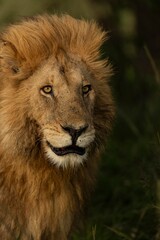 Fototapeta premium portrait of a lion